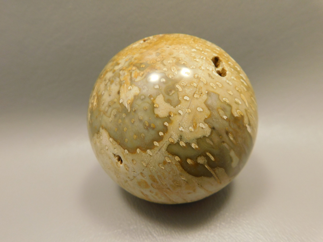 Petrified Palm Wood Sphere 2.4 inch Stone Fossil Indonesia #O26