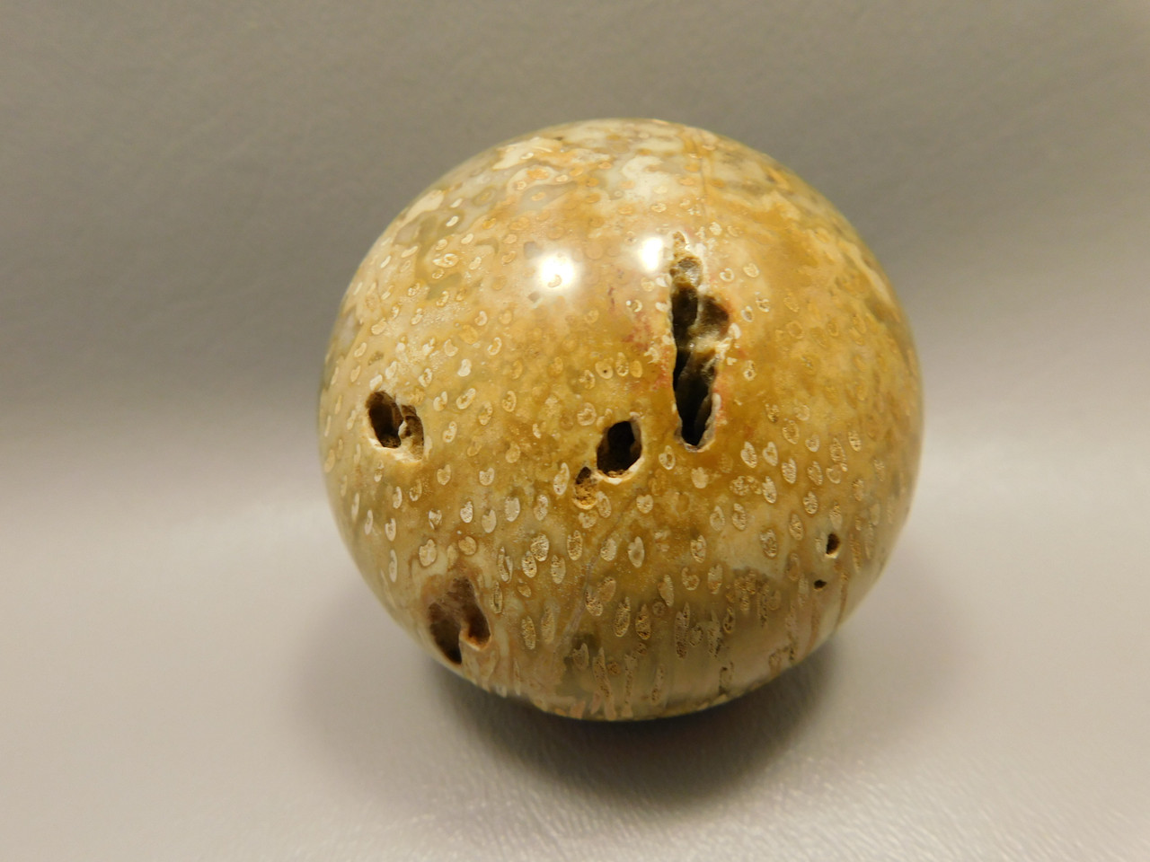 Petrified Palm Wood Sphere 2.4 inch Stone Fossil Indonesia #O26