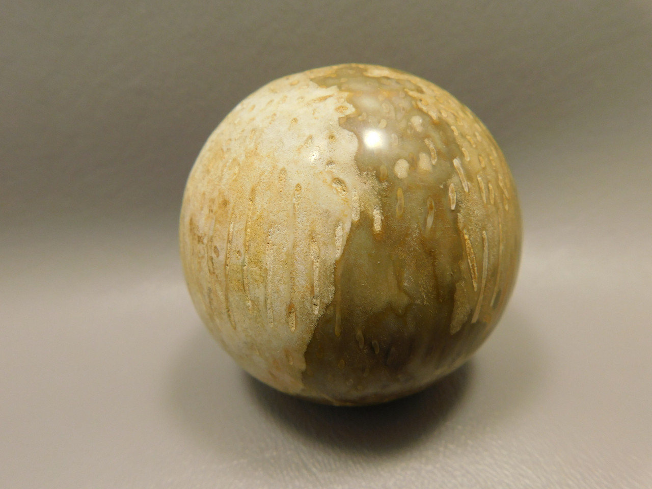 Petrified Palm Wood Sphere 2.4 inch Stone Fossil Indonesia #O26