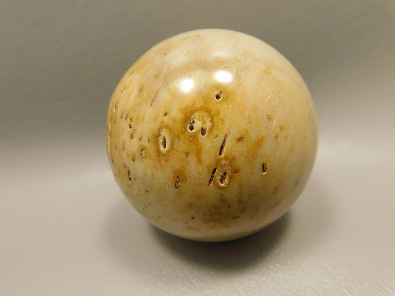 Petrified Palm Wood Sphere 2.4 inch Stone Fossil Louisiana #OLA