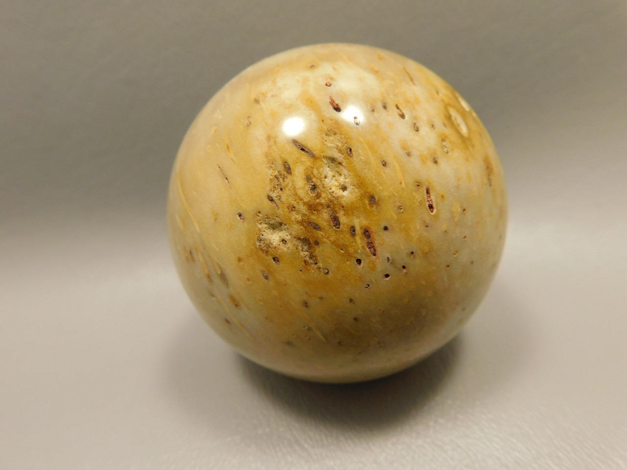 Petrified Palm Wood Sphere 2.4 inch Stone Fossil Louisiana #OLA