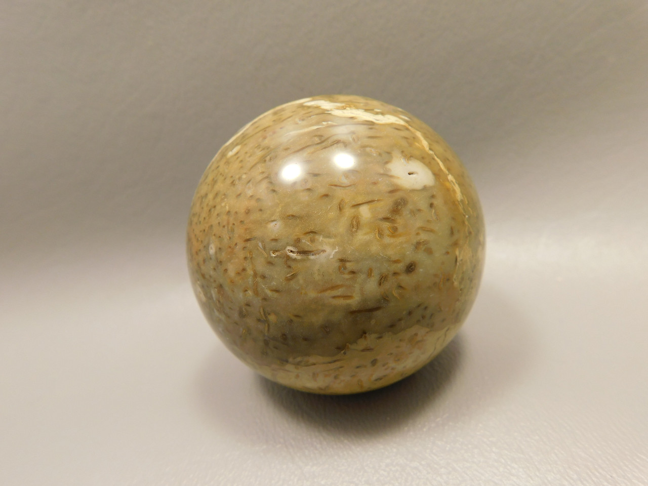 Petrified Palm Wood Sphere 2.2 inch Stone Fossil Indonesia #O28