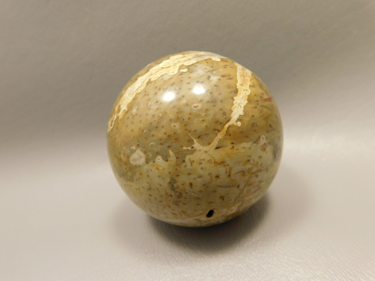Petrified Palm Wood Sphere 2.2 inch Stone Fossil Indonesia #O28