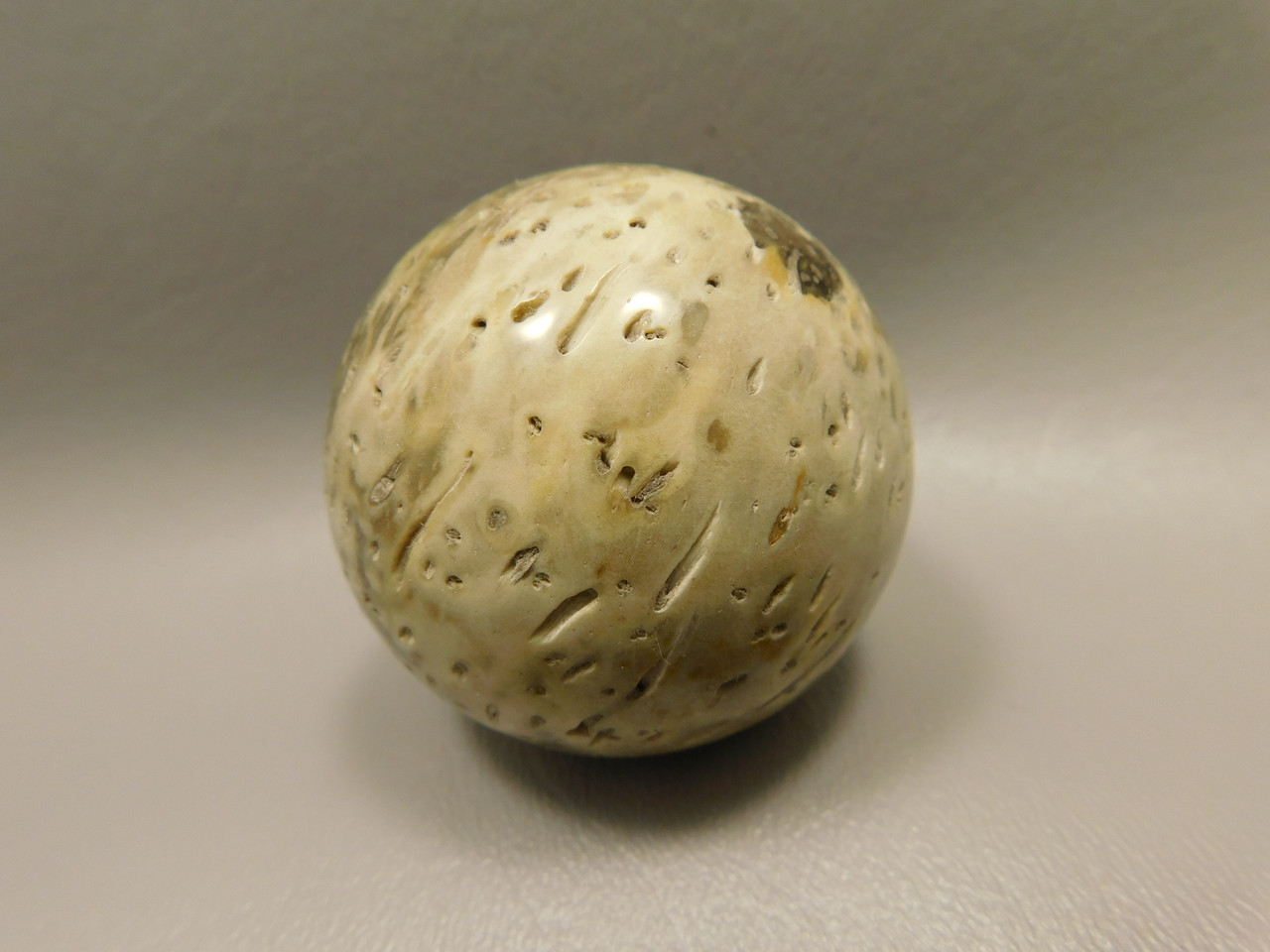 Petrified Palm Wood Sphere 2 inch Stone Fossil Indonesia #O29