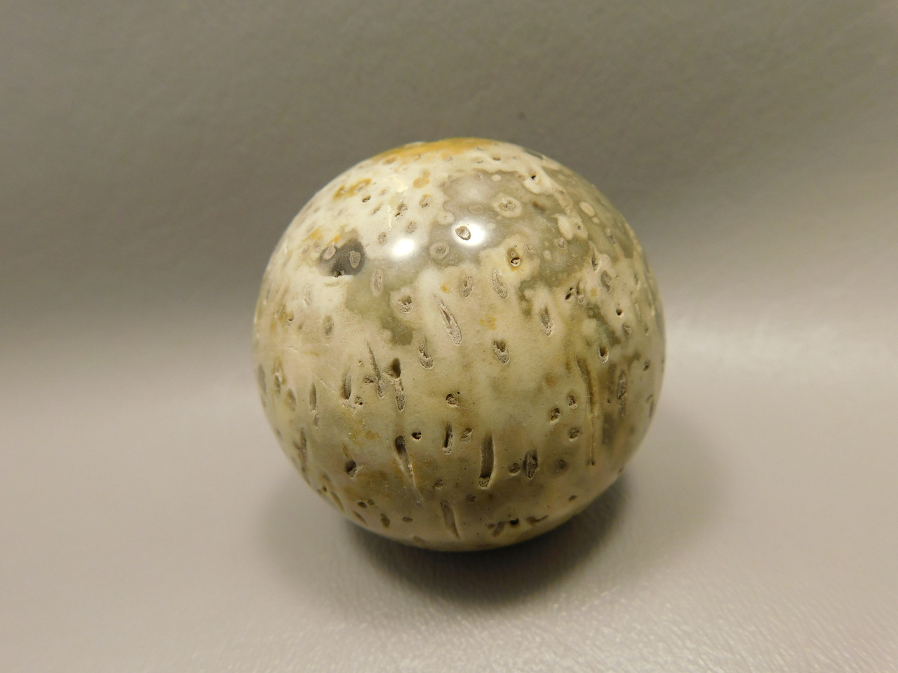 Petrified Palm Wood Sphere 2 inch Stone Fossil Indonesia #O29