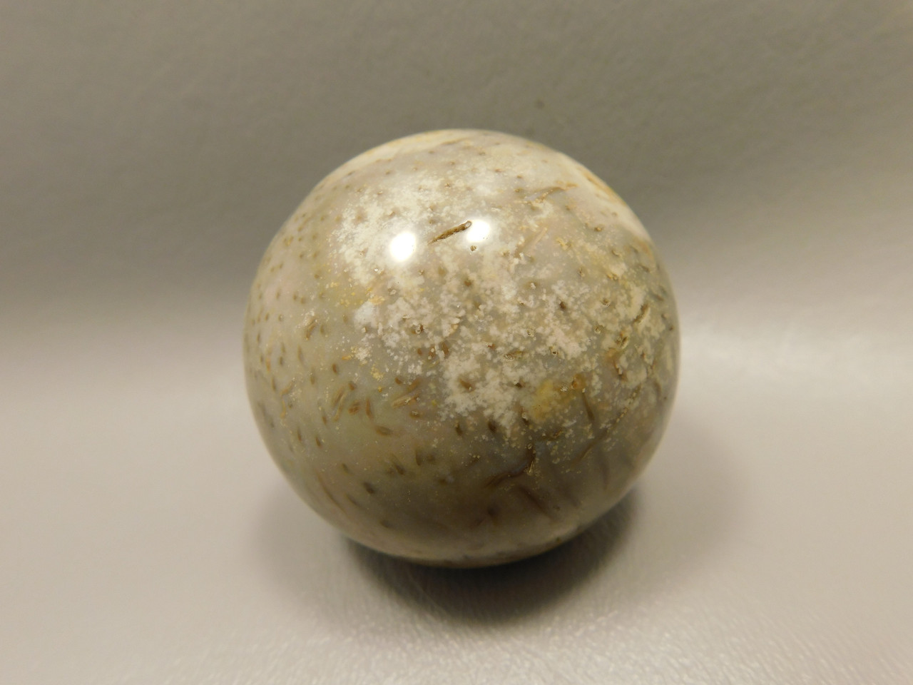 Petrified Palm Wood Sphere 2 inch Stone Fossil Indonesia #O30