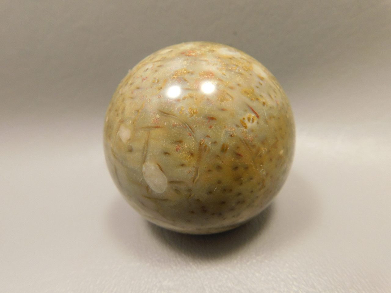 Petrified Palm Wood Sphere 2 inch Stone Fossil Indonesia #O30