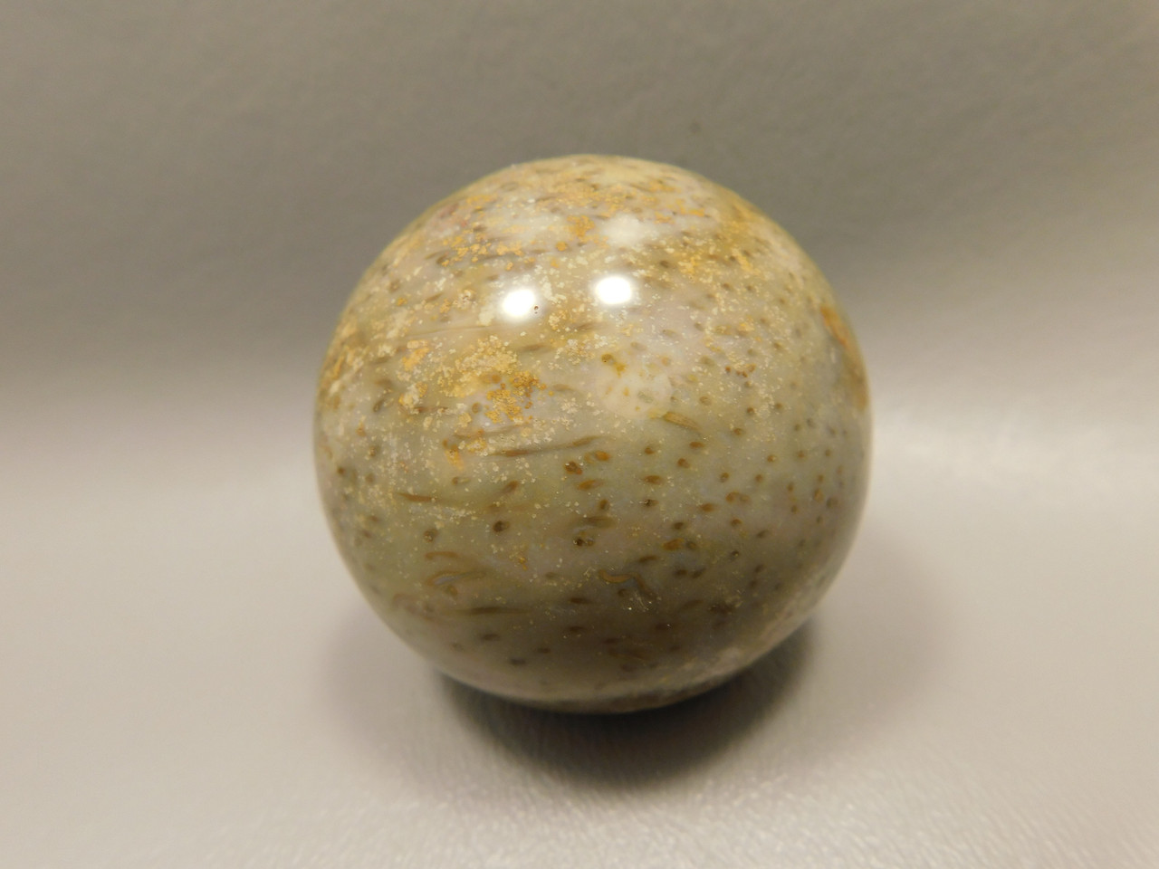 Petrified Palm Wood Sphere 2 inch Stone Fossil Indonesia #O30