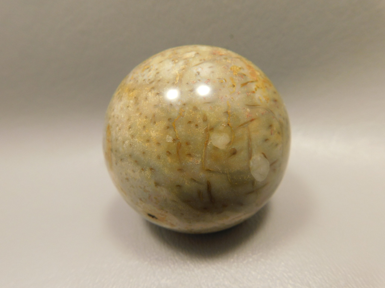Petrified Palm Wood Sphere 2 inch Stone Fossil Indonesia #O30