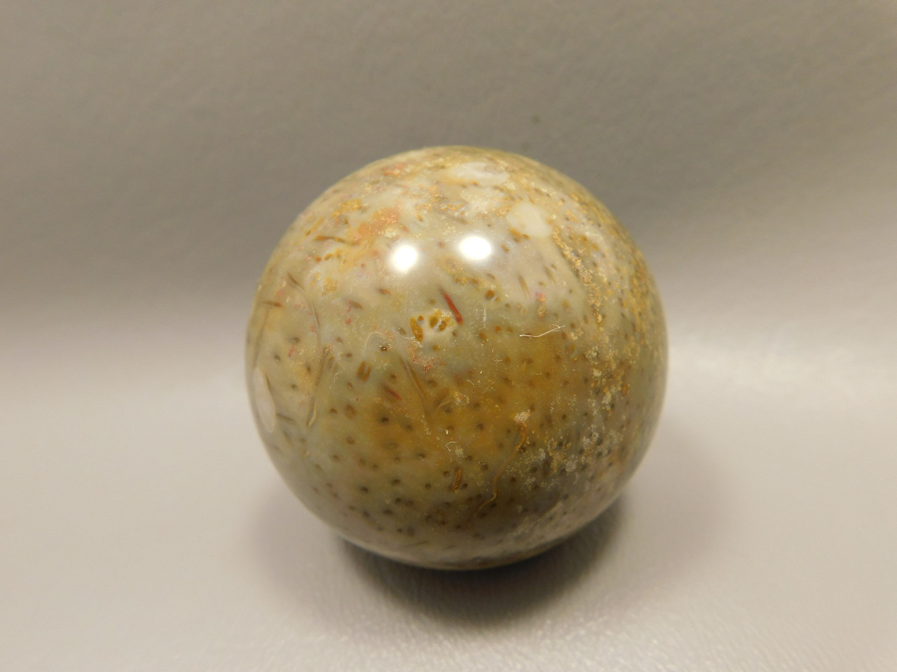 Petrified Palm Wood Sphere 2 inch Stone Fossil Indonesia #O30