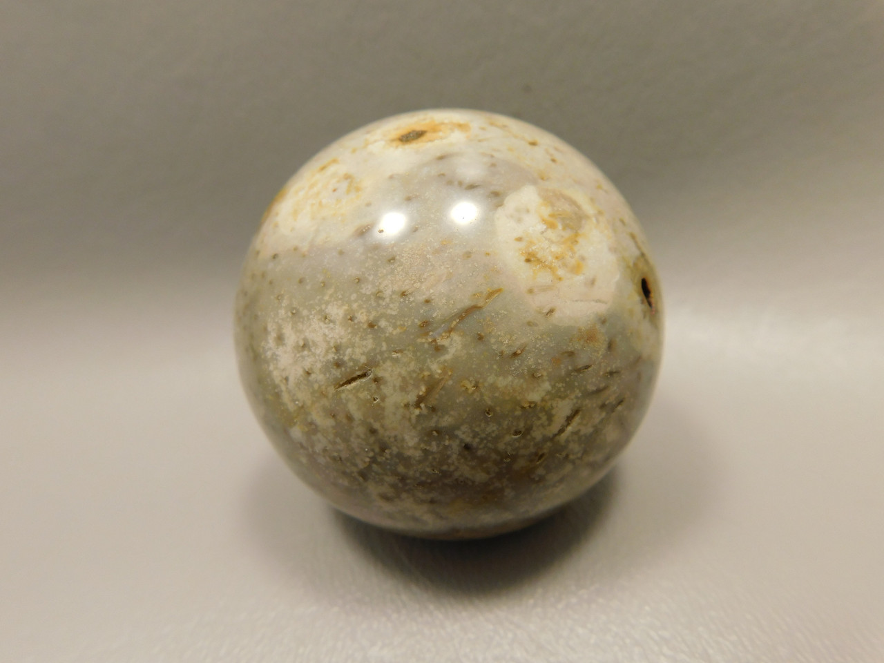 Petrified Palm Wood Sphere 2 inch Stone Fossil Indonesia #O30