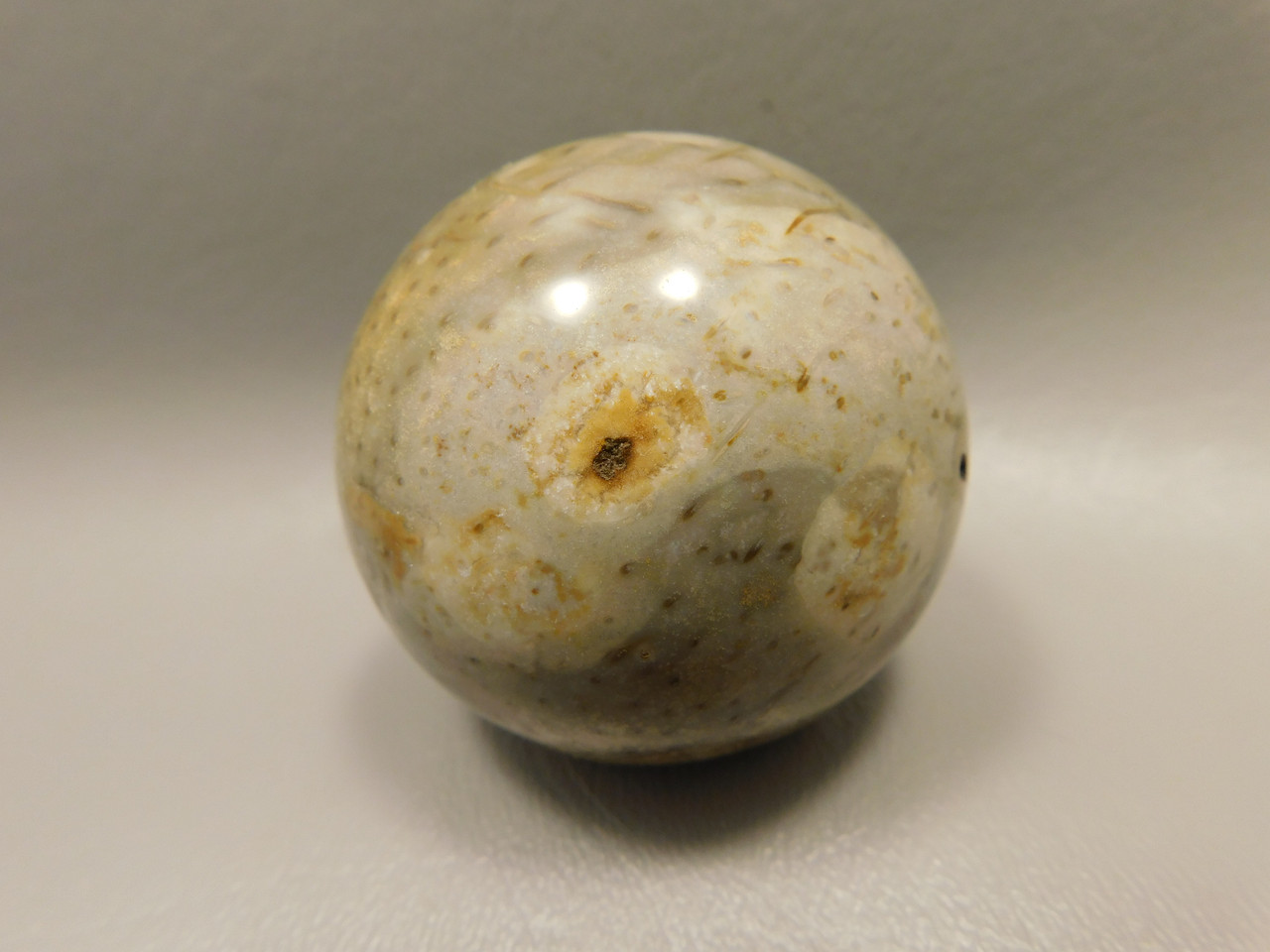Petrified Palm Wood Sphere 2 inch Stone Fossil Indonesia #O30
