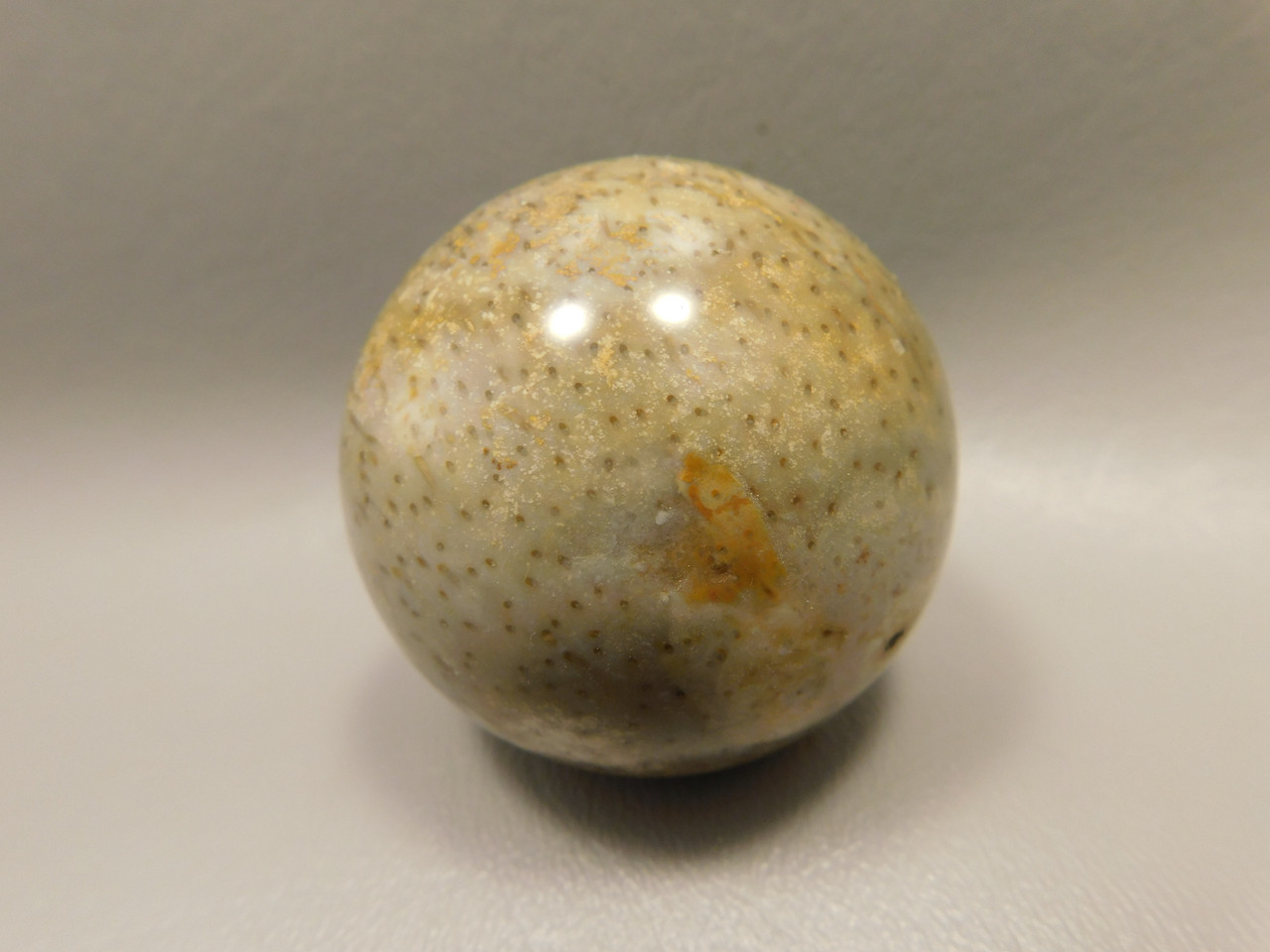 Petrified Palm Wood Sphere 2 inch Stone Fossil Indonesia #O30
