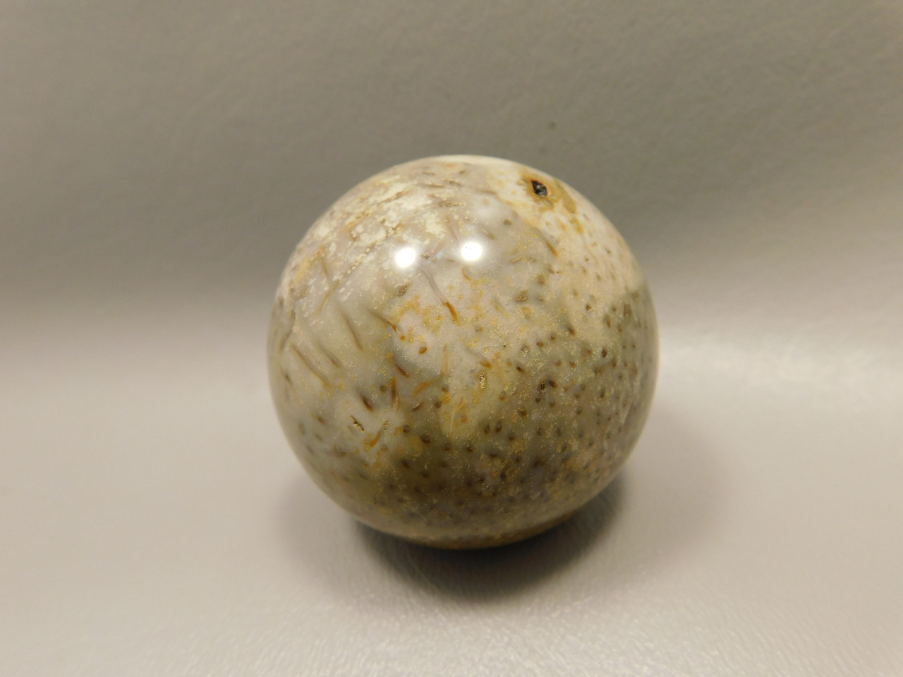 Petrified Palm Wood Sphere 2 inch Stone Fossil Indonesia #O30