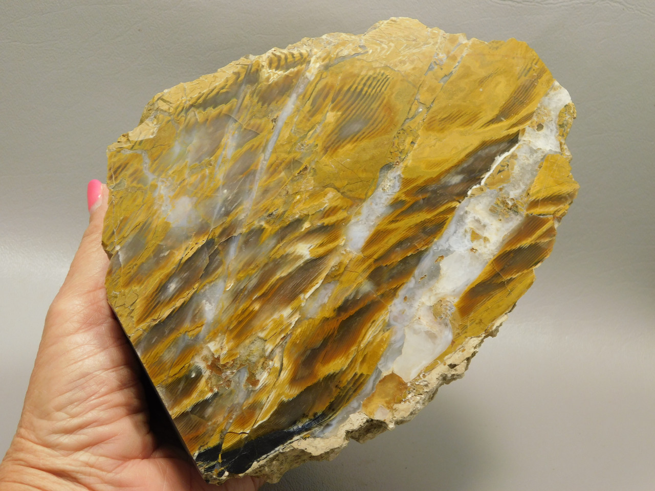 Petrified Wood Folmsby Ranch Oregon Polished Stand Up #O152-6