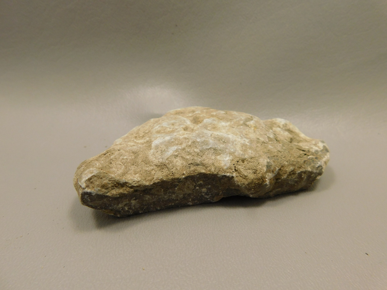 Petoskey Stone Unpolished Rough Rock Fossil Michigan #O1