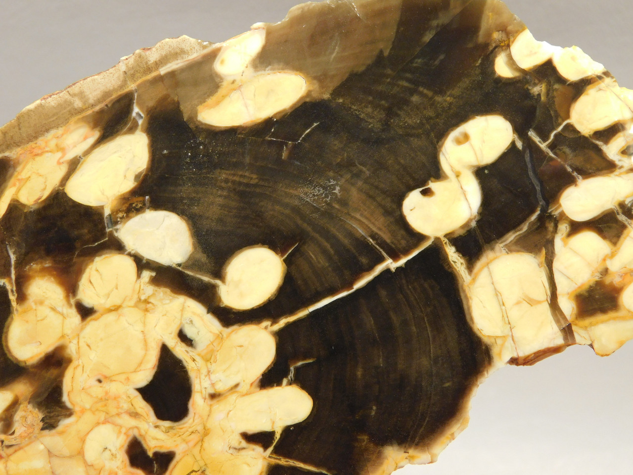 Petrified Peanut Wood Fossil .94 lbs. Lapidary Rough Rock #O11