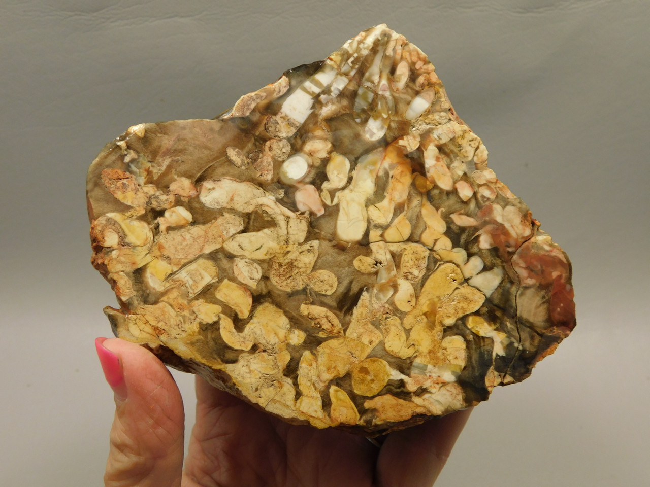 Petrified Peanut Wood Fossil 1.44 lbs. Lapidary Rough Rock #O13