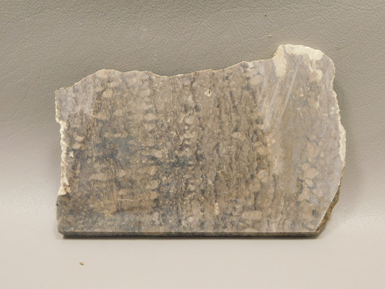 Stromatolite Unpolished Stone Slab Rough Rock Wyoming #O1