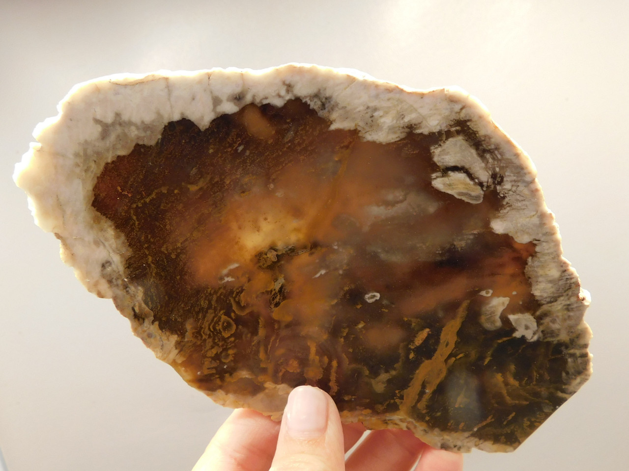 Petrified Wood Polished Stone Slab Hubbard Basin Nevada #O10