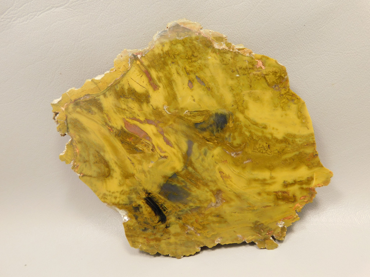 Petrified Wood Polished Stone Slab Henry Mountain Utah #O188-12