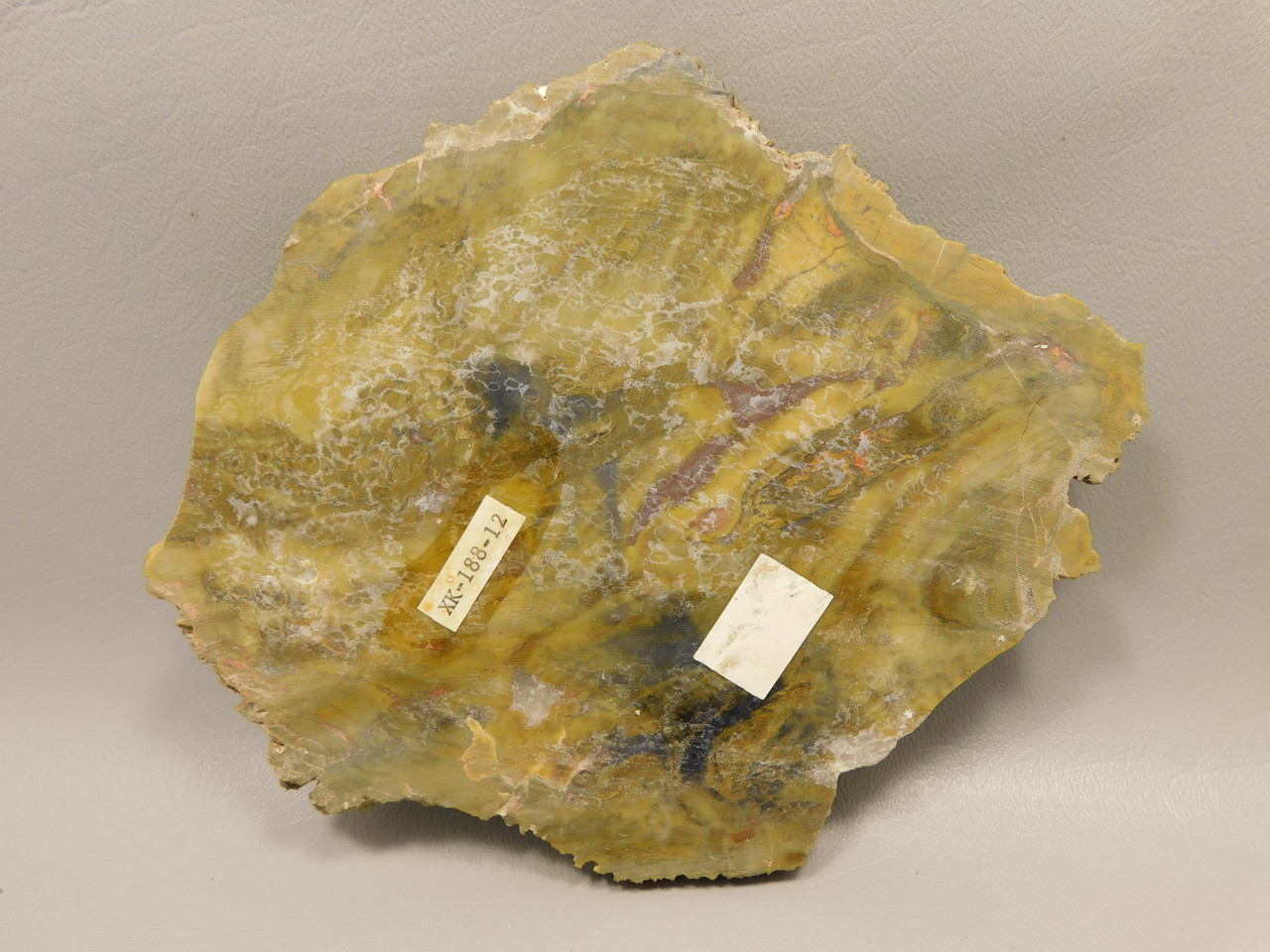 Petrified Wood Polished Stone Slab Cockscomb Utah #O188-12