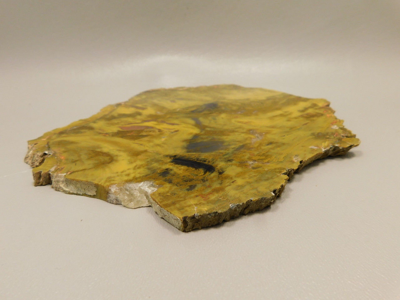 Petrified Wood Polished Stone Slab Henry Mountain Utah #O188-12
