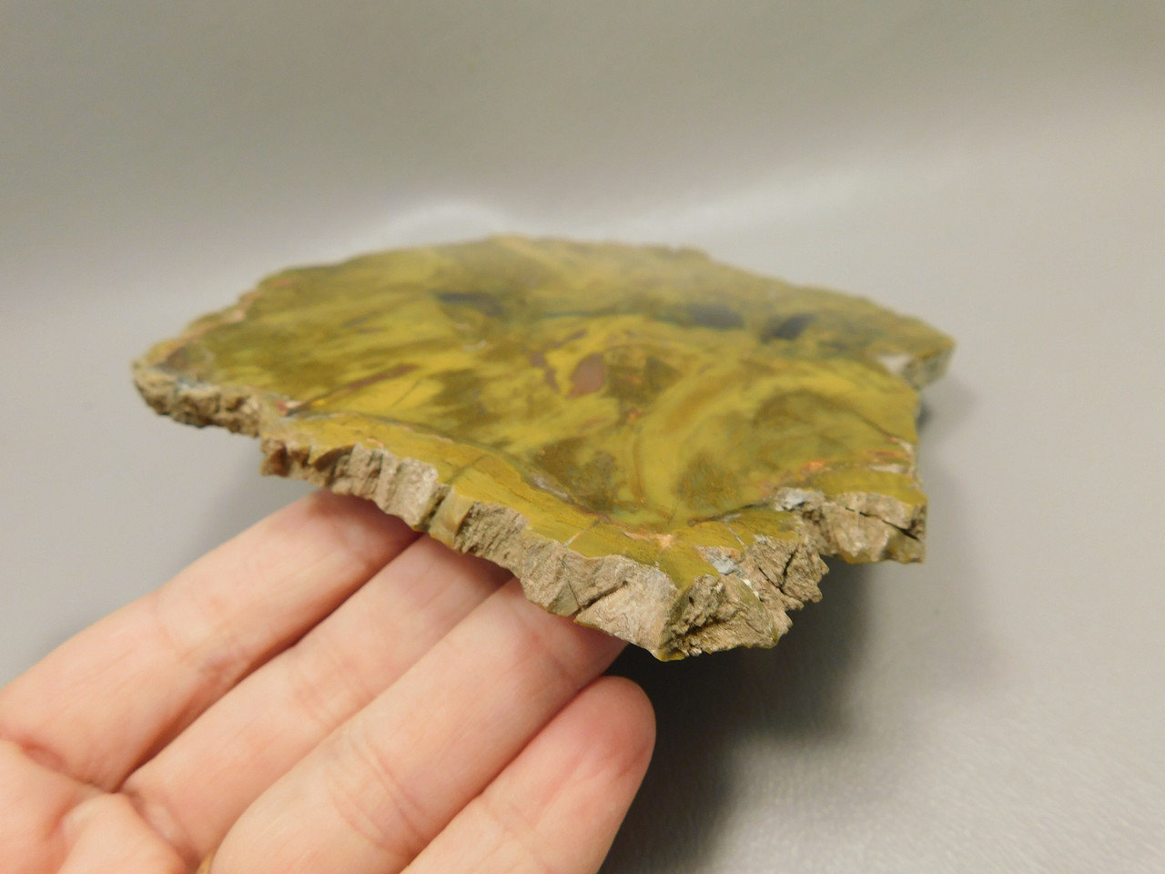 Petrified Wood Polished Stone Slab Henry Mountain Utah #O188-12