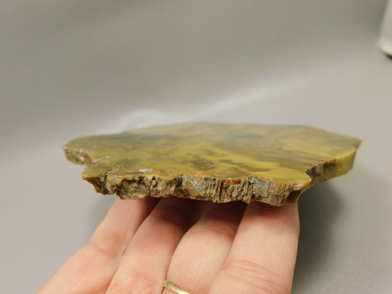 Petrified Wood Polished Stone Slab Henry Mountain Utah #O188-12