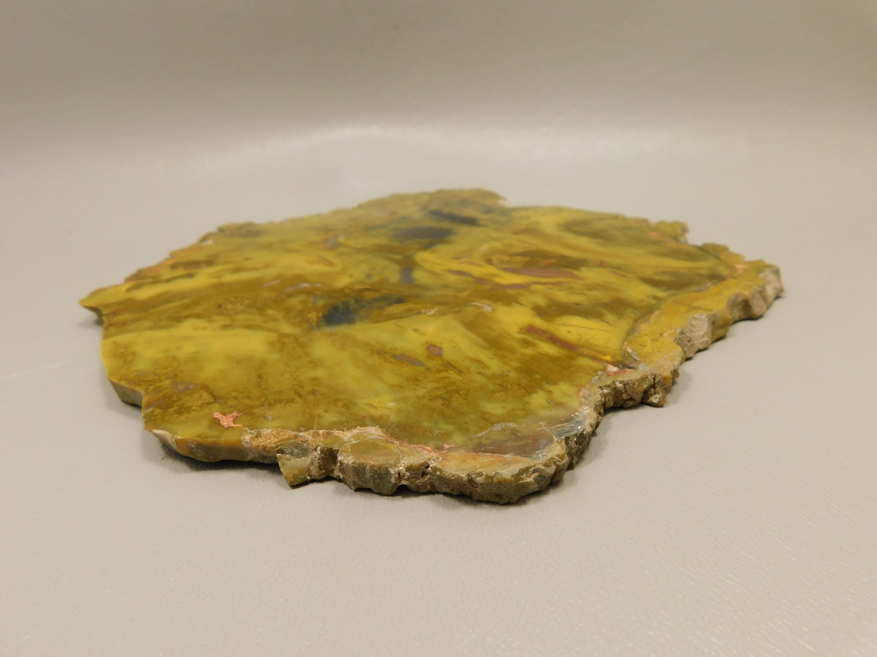 Petrified Wood Polished Stone Slab Henry Mountain Utah #O188-12