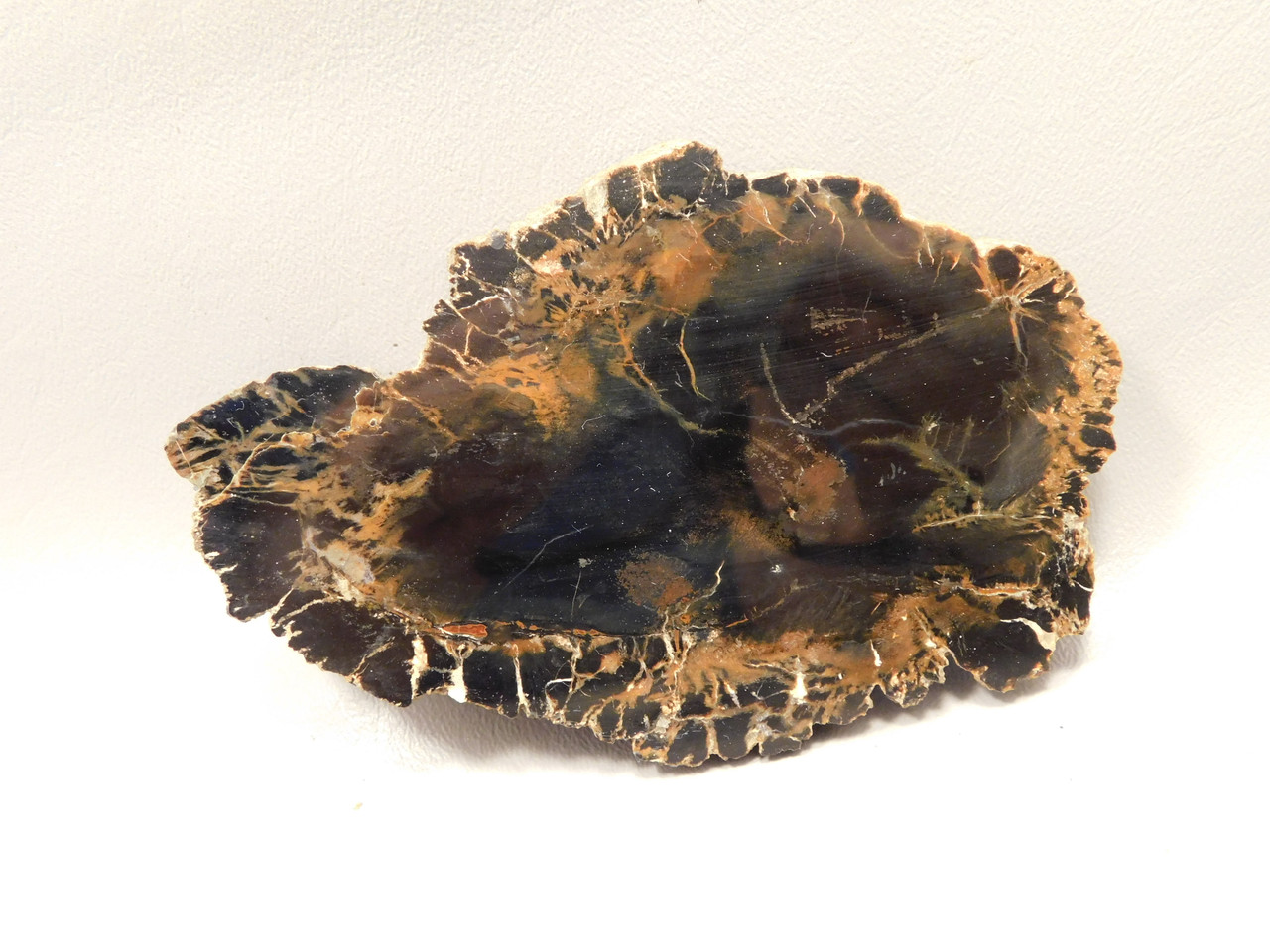 Petrified Wood Polished Round Rock  Circle Cliffs Utah #O141-175