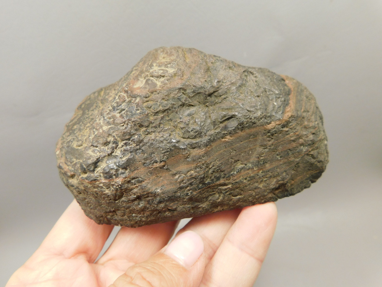 Gold Sheen Mahogany Obsidian Decorator Polished Rock Oregon #O2