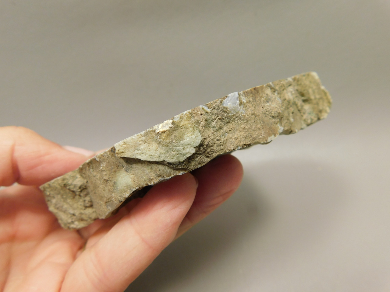 Limb Cast Polished Petrified Wood Collector Crooked River Oregon #O1