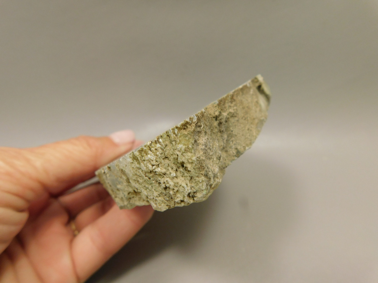 Limb Cast Polished Petrified Wood Collector Crooked River Oregon #O1