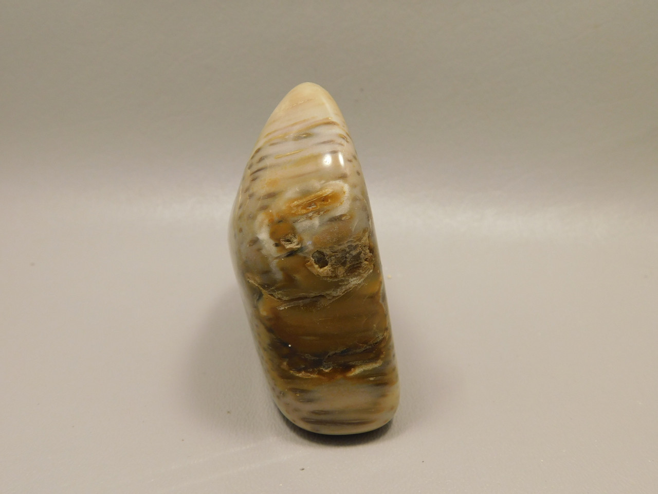 Petrified Palm Wood Large Tumbled Polished Fossil Louisiana #O12