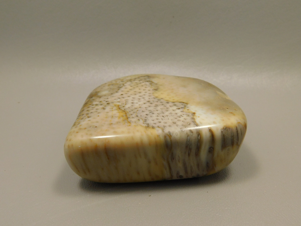 Petrified Palm Wood Large Tumbled Polished Fossil Louisiana #O12