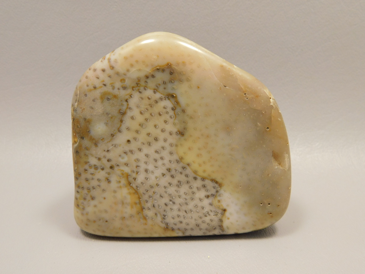 Petrified Palm Wood Large Tumbled Polished Fossil Louisiana #O12