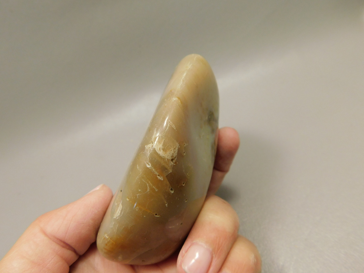 Petrified Palm Wood Large Tumbled Polished Fossil Louisiana #O12