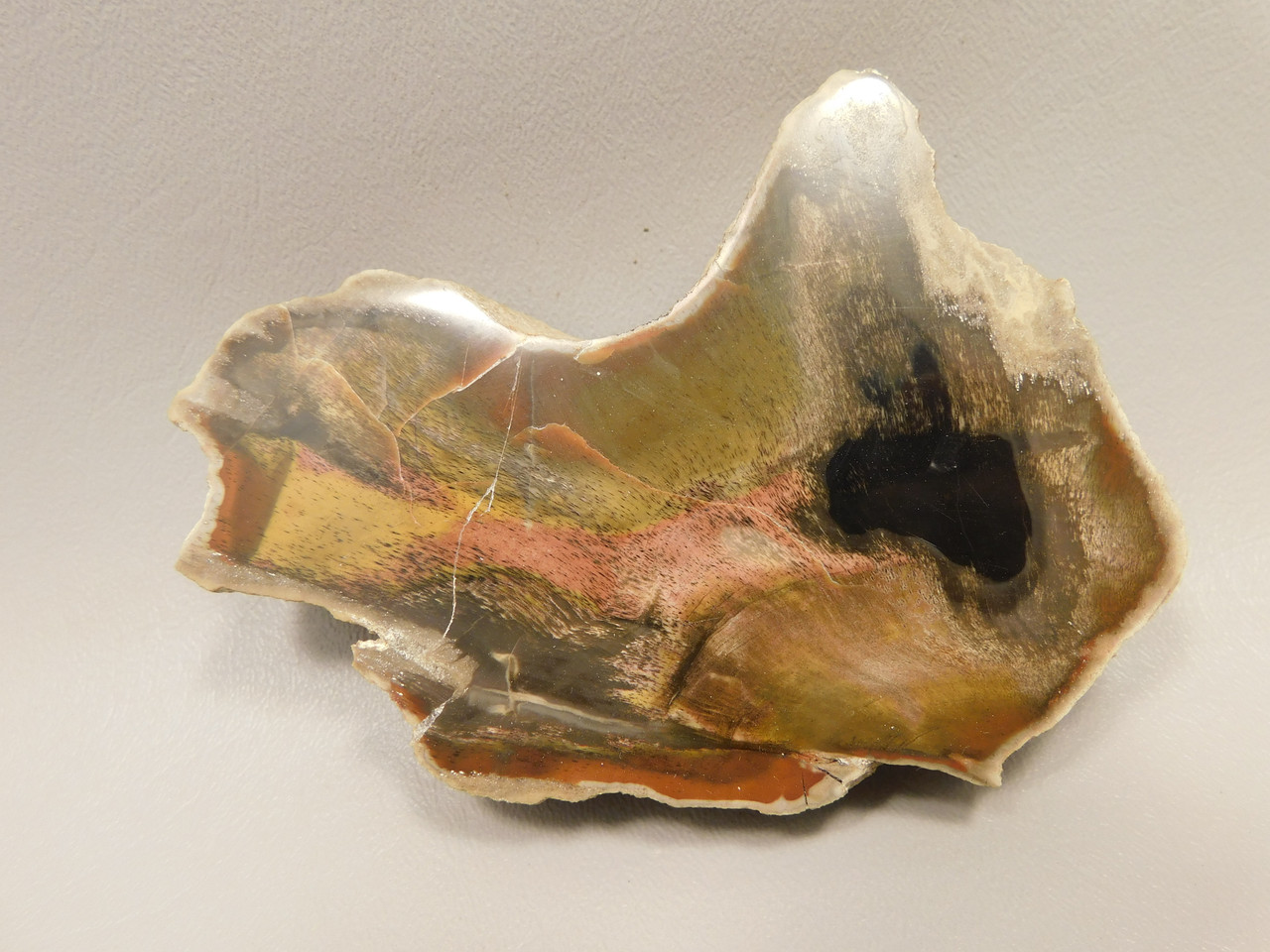 Arizona Petrified Wood Araucarioxylon Polished Round Rock #O10