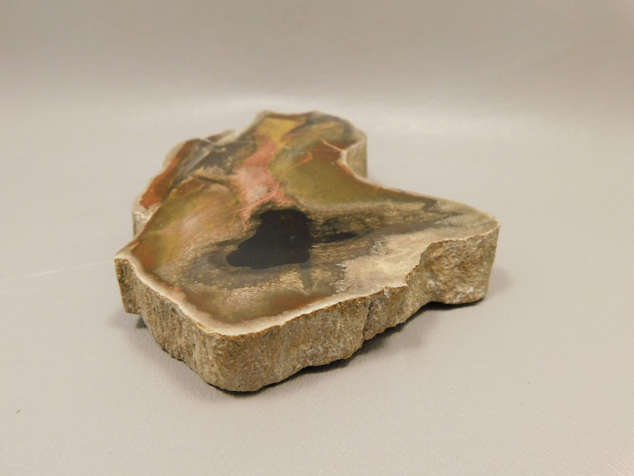 Arizona Petrified Wood Araucarioxylon Polished Round Rock #O10