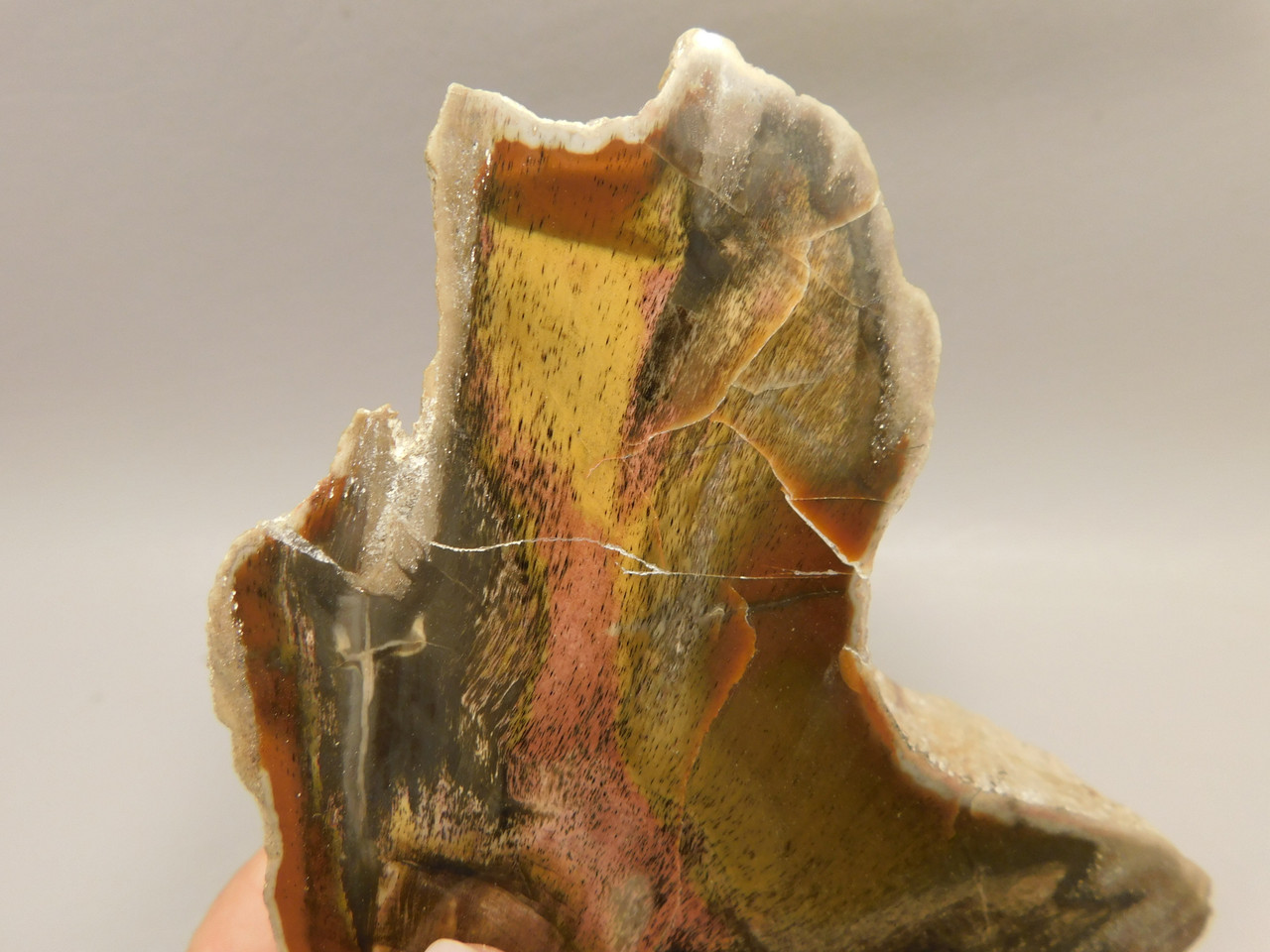 Arizona Petrified Wood Araucarioxylon Polished Round Rock #O10