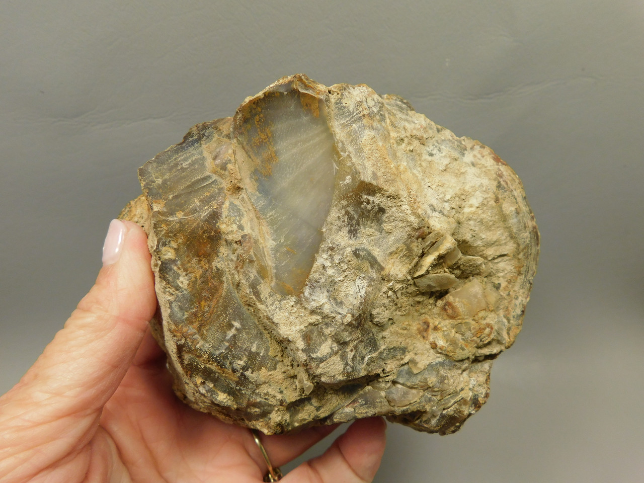 Petrified Wood Polished Round Stump Rock Grassy Mountain Oregon #O100