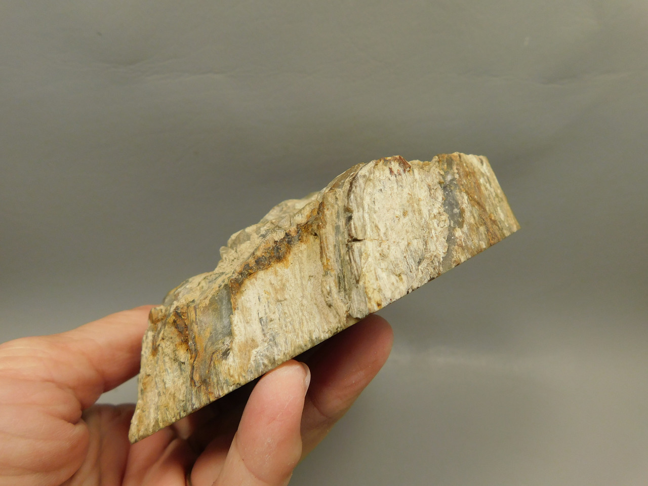 Petrified Wood Polished Round Stump Rock Grassy Mountain Oregon #O100