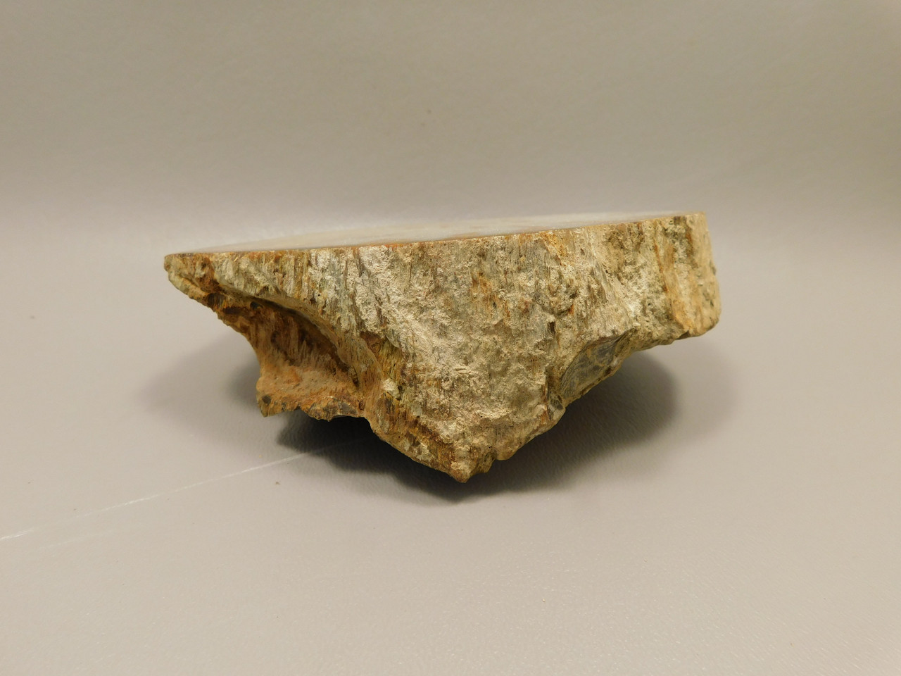 Petrified Wood Polished Round Stump Rock Grassy Mountain Oregon #O100