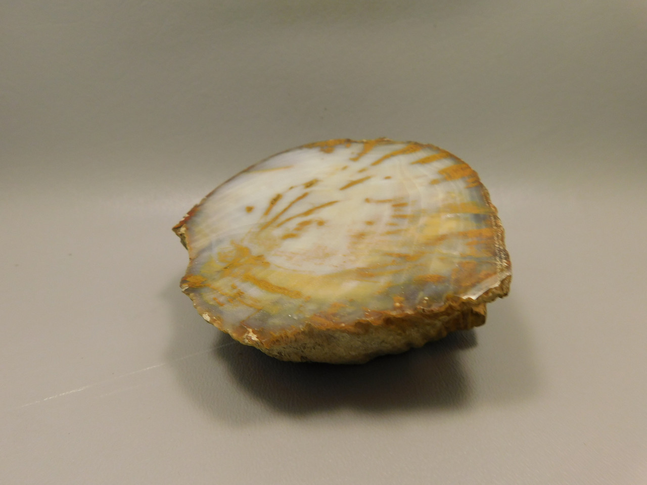 Petrified Wood Polished Round Stump Rock Grassy Mountain Oregon #O100