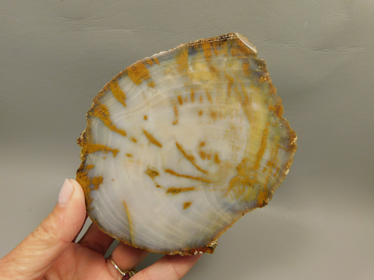 Petrified Wood Polished Round Stump Rock Grassy Mountain Oregon #O100