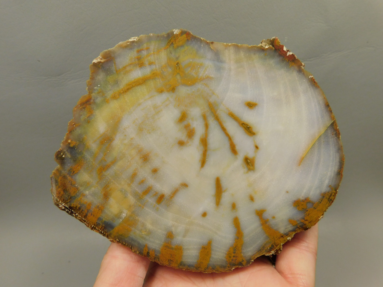 Petrified Wood Polished Round Stump Rock Grassy Mountain Oregon #O100