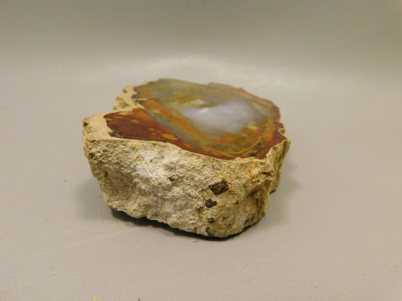 Petrified Wood Polished Round Rock Grassy Mountain Oregon #O101