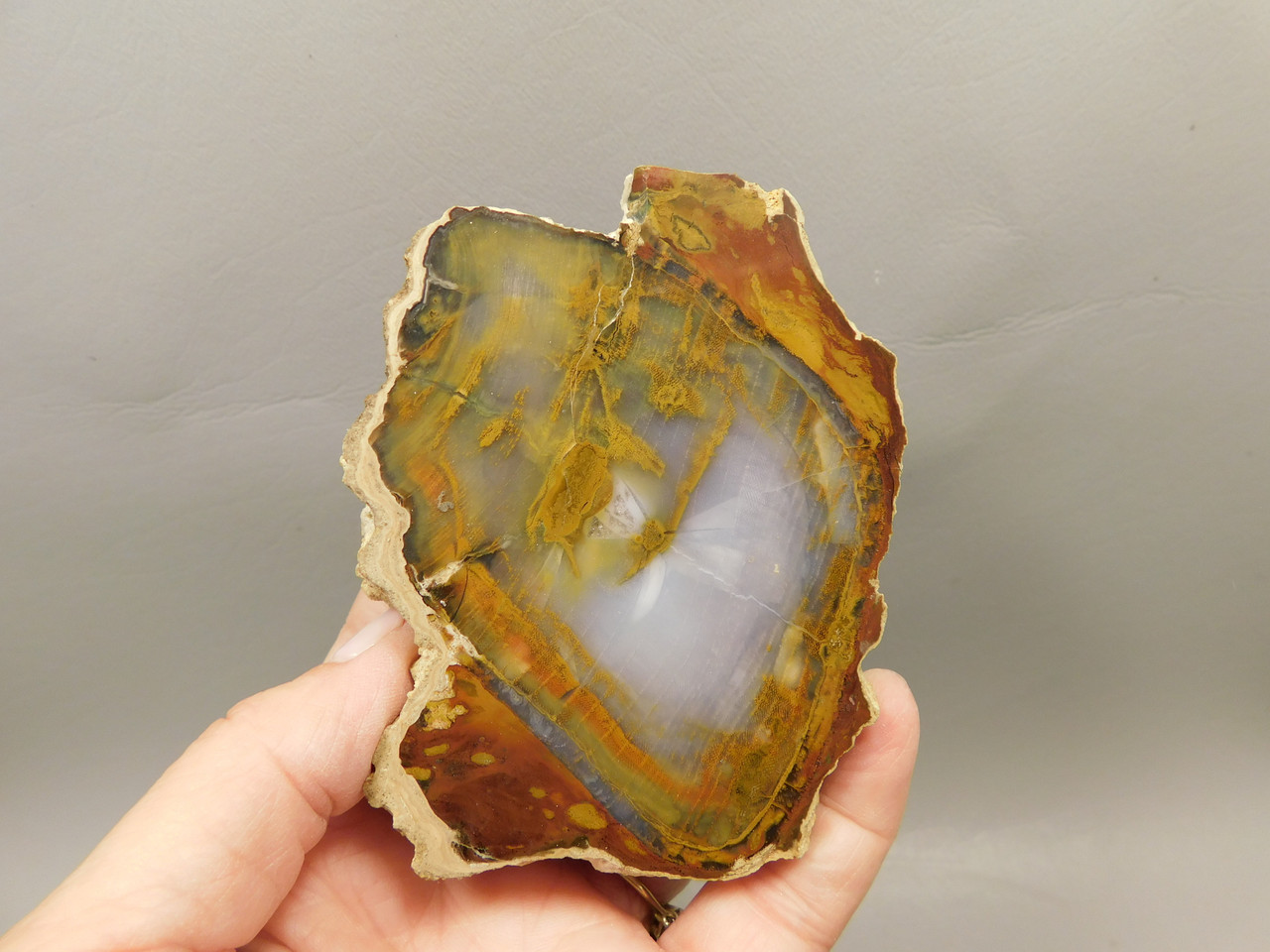 Petrified Wood Polished Round Rock Grassy Mountain Oregon #O101