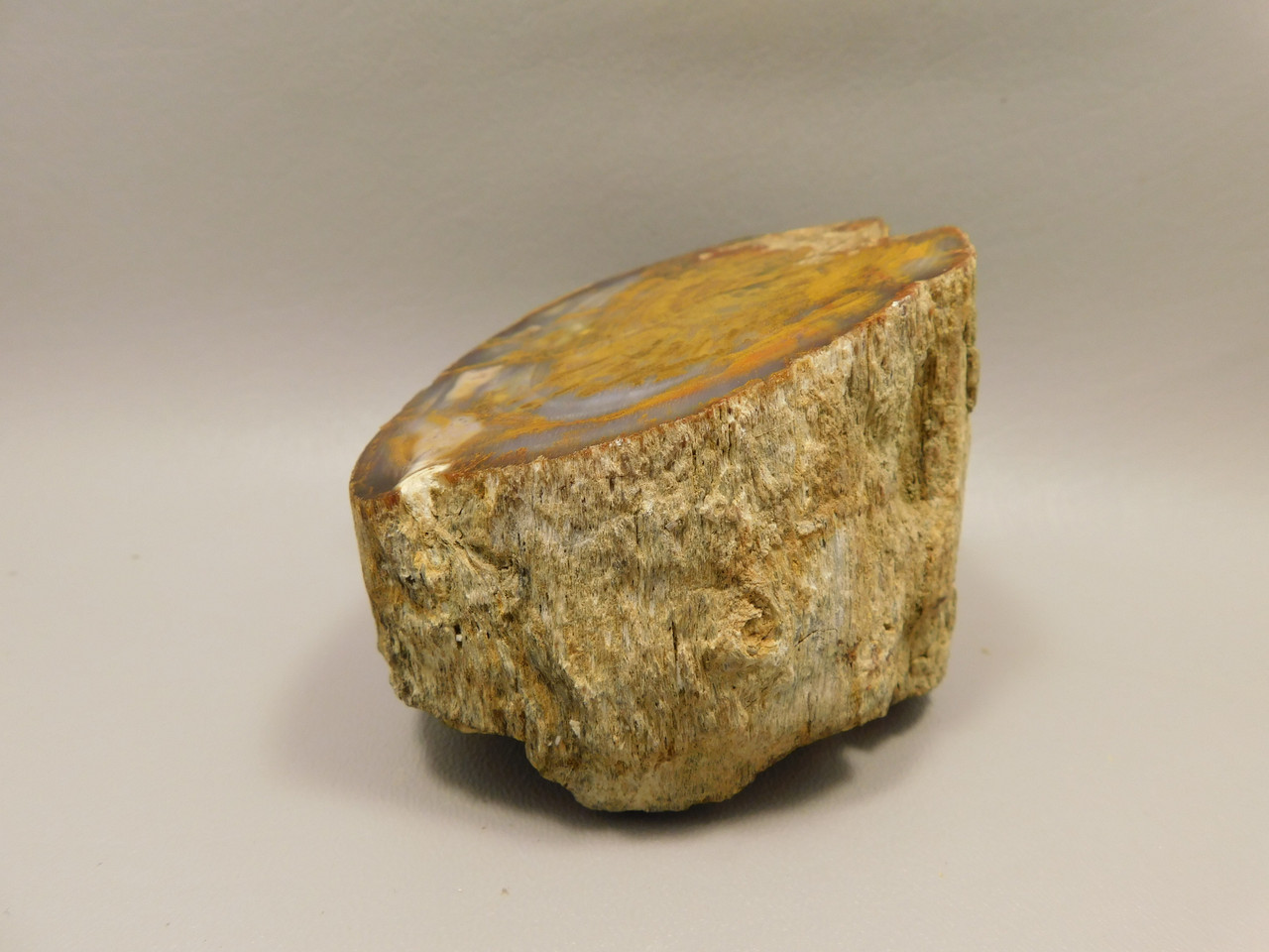 Petrified Wood Polished Round Stump Rock Grassy Mountain Oregon #O102